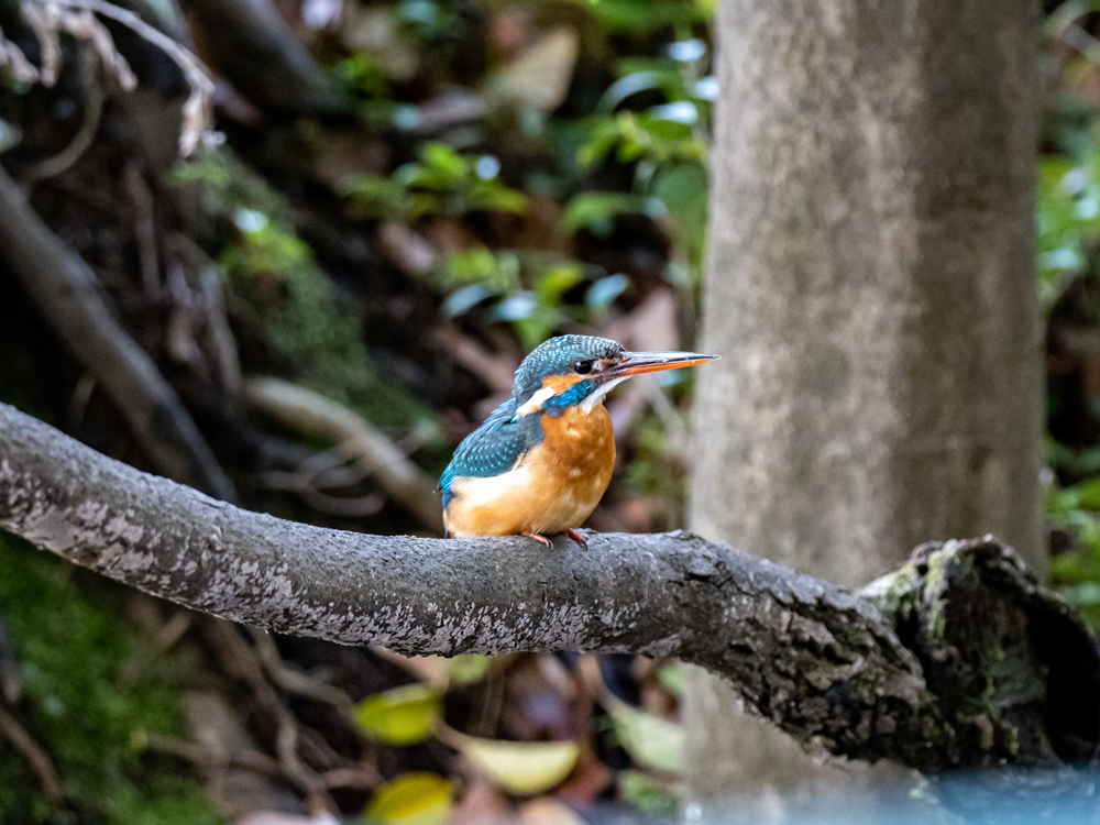 Birdwatching