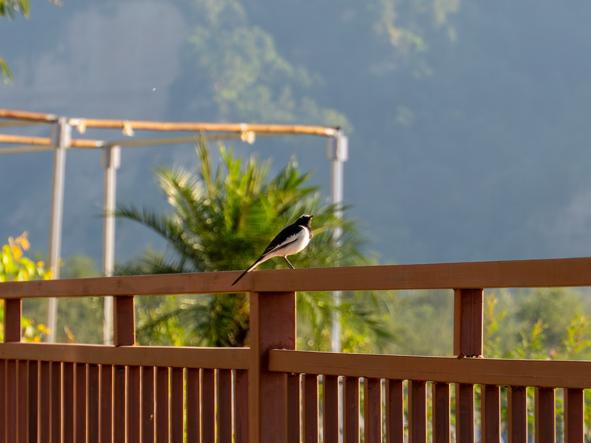 Birdwatching